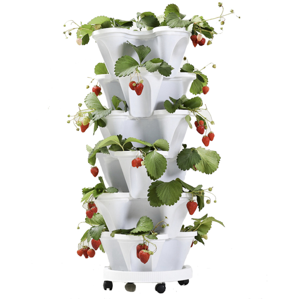 air plant planter Air Plant Holder | Wood | Small, Medium, Large Sizes main image 1